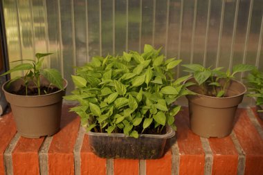 Two round pots of tomato and pepper seedlings stand on a red brick windowsill, a close-up view. The pots are made of recycled safe plastic. Organic crop production. Springy cultivation. Close-up.