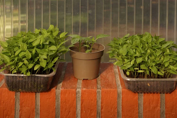 Two square plastic molds and a pot are filled with earth, they grow young green seedlings of vegetables. The pots stand on a red brick window sill, behind a transparent plastic wall. The concept of recyclable waste and plastic