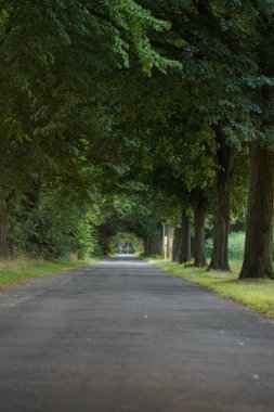 Ormanda Yeşil Ağaçlı Yürüyüş Yolu. Güzel Sokak, Park Yolu. Yaz Ormanı 'nın Yolu