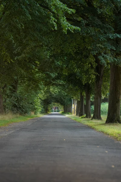 Ormanda Yeşil Ağaçlı Yürüyüş Yolu. Güzel Sokak, Park Yolu. Yaz Ormanı 'nın Yolu
