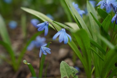 Blue cute fresh snowdrop close up in spring time in sunny bright forest with space for text. Photo banner. Concept for spring holidays easter. Selective focus.