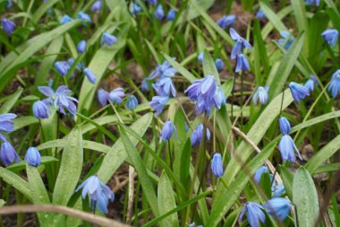 Blue cute fresh snowdrop close up in spring time in sunny bright forest with space for text. Photo banner. Concept for spring holidays easter. Selective focus.