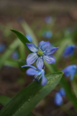 Blue cute fresh snowdrop close up in spring time in sunny bright forest with space for text. Photo banner. Concept for spring holidays easter. Selective focus.