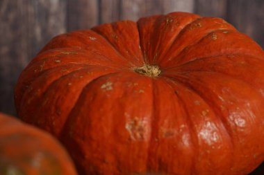Kabaklar ve squashes renkli çeşitleri. Renk gradyan arka planı