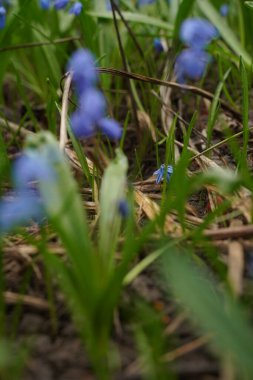 Blue scylla flowers in the early spring with slightly unfocused background. Selective focus.