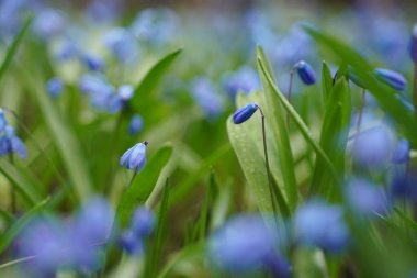 Blue scylla flowers in the early spring with slightly unfocused background. Selective focus.
