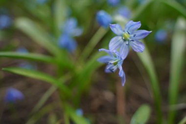 Blue scylla flowers in the early spring with slightly unfocused background. Selective focus.