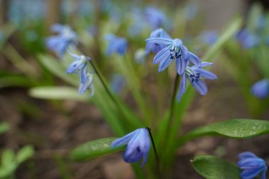 Blue scylla flowers in the early spring with slightly unfocused background. Selective focus.