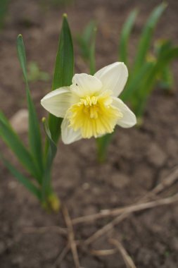 Güneşli bir bahar bahçesinde nergisler.