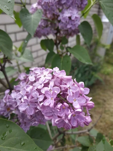 A branch of lilac on a bush. Lilac flowers. Lilac in summer. Lilac bush. Selective focus.