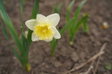 Backlit daffodils, or narcissus, sign of Spring in Britain. Beautiful yellow flowers.