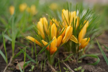 Spring background with flowering yellow Crocus in early spring. Crocus Iridaceae The Iris Family, banner - Image.