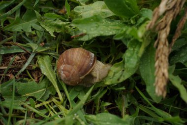 Yollarda sürünen kabuklu büyük salyangoz, bahçede yaz günü.