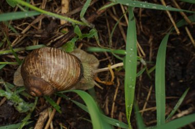Yollarda sürünen kabuklu büyük salyangoz, bahçede yaz günü.
