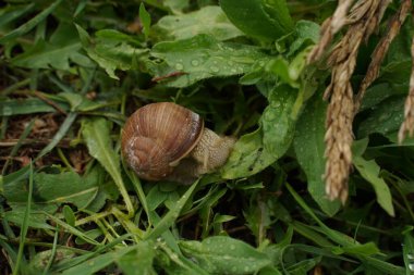 Big snail in shell crawling on road, summer day in garden. Selective focus.