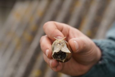 The snail crawls on the hand. Cosmetic product made from snail mucin. Rejuvenation. Snail therapy. Ecological snail farm. Selective focus.
