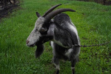 Goats in nature. Profile portrait of goat.