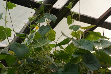 Büyük bir sera içinde salatalık büyüyen.