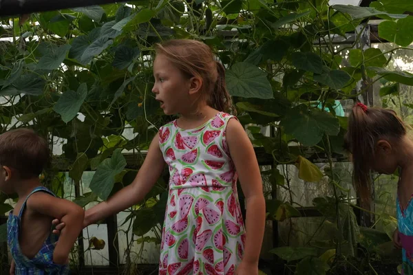 Adorable little girls collecting crop cucumbers and tomatoes in greenhouse.