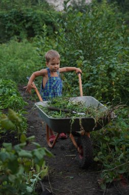 Cute little boy driving the wheelbarrow in the the garden through the flower. Male try to move cart, working outdoor. Selective focus.