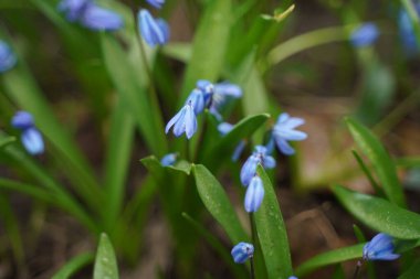 Beautiful first flowers snowdrops in spring forest. Tender spring flowers snowdrops harbingers of warming symbolize the arrival of spring. Selective focus