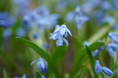 Beautiful first flowers snowdrops in spring forest. Tender spring flowers snowdrops harbingers of warming symbolize the arrival of spring. Selective focus