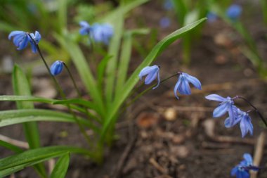 Beautiful first flowers snowdrops in spring forest. Tender spring flowers snowdrops harbingers of warming symbolize the arrival of spring. Selective focus