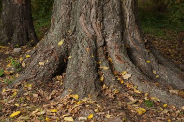 Old tree with large trunk and big roots above the ground