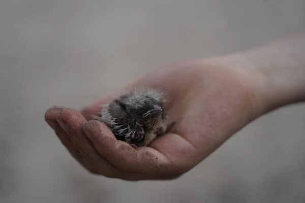 Newborn chick in the baby's palm, super macro. Animal welfare concept
