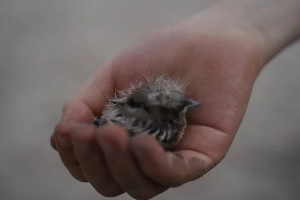 Newborn chick in the baby\'s palm, super macro. Animal welfare concept