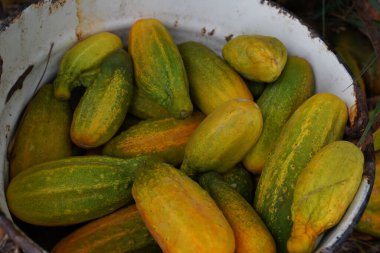 Fresh cucumbers in a rusty bucket. GMO free concept. Top view