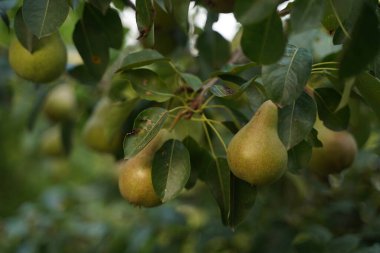 Perfect pear with GMO. Selective focus.