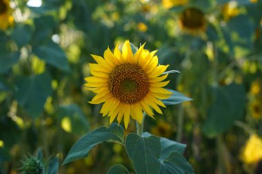 Sunflower field landscape close-up, blurred background