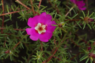 Purple blooming flower green leaf background.