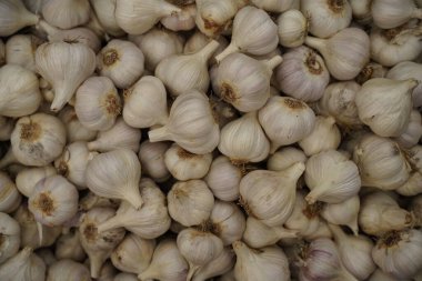 Garlic texture close up. White garlic background