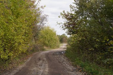 A country road between trees with puddles and mud in autumn