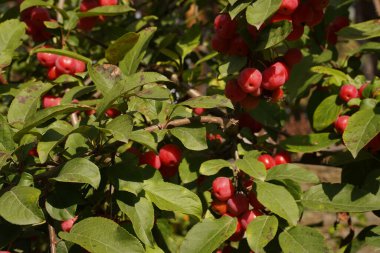 Lots of red dwarf apples on the tree in the foliage. Garden background. Organic fruits. Selective focus.