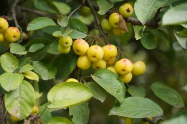 A bunch of dwarf yellow apples hanging from a tree, close-up, soft focus.
