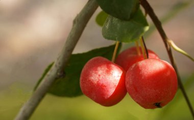 Three red dwarf apples hang on a branch in the summer, close-up on a blurred background