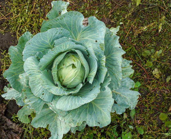Fresh green cabbage top view. Organic vegetable background. Concept of agriculture
