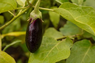Agricultural garden with aubergine vegetables close-up, soft focus