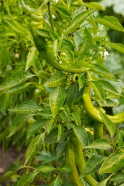 Chili pepper, hot pepper, green pepper close-up