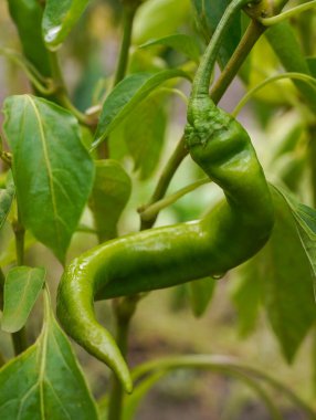 Curved chili pepper on plant