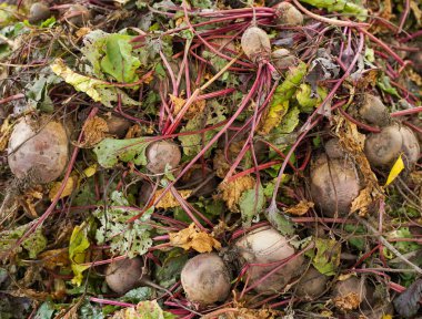 Ripe red beetroot laying on the ground. Ingathering. Vegetable background