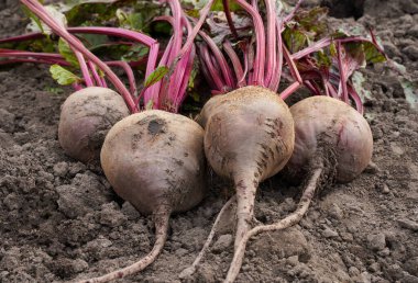 Ripe red beetroot laying on the ground top view close-up. Vegetable background.