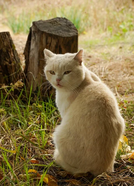 乳白色米色的猫 在阳光下坐在室外 — 图库照片