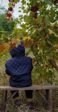 Sonbahar bahçesindeki bir asmanın altında sırtı bankta oturan bir çocuk. Çocukların mahremiyeti Çocukluk yalnızlığı. Seçici yumuşak odak