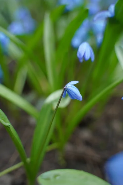 Blue Scylla Flowers Early Spring Slightly Unfocused Background Selective Focus — 图库照片