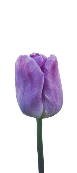 Gran Capullo Tulipán Púrpura Con Tallo Cerca Aislado Sobre Fondo — Foto de Stock