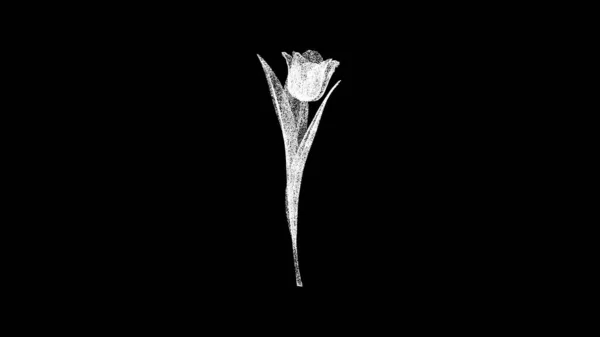Цветок Тюльпана Черном Объект Растворил Белые Мерцающие Частицы Предпосылки Деловой — стоковое фото